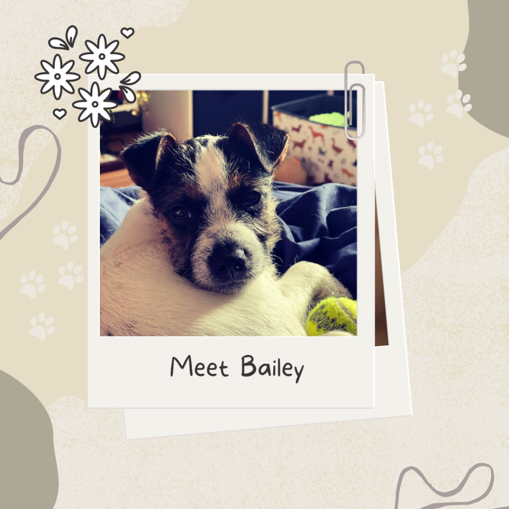 Meet Bailey